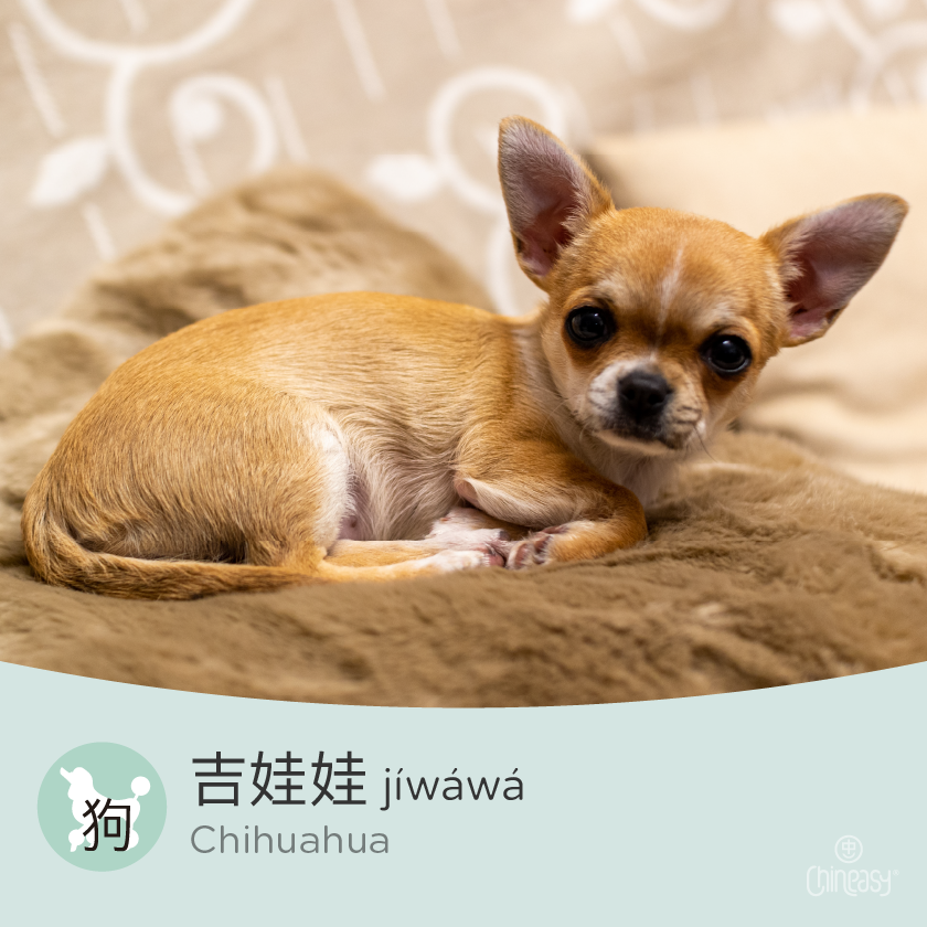 Chihuahua in Chinese