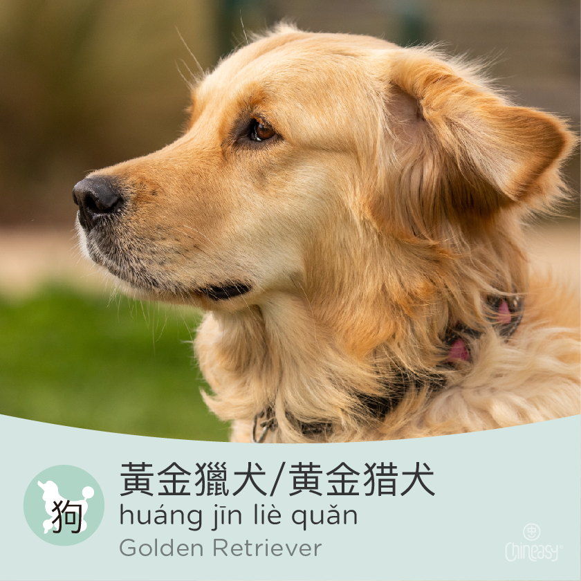 Golden Retrievers in Chinese