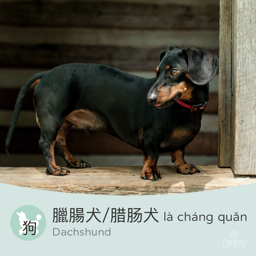Dachshund in Chinese