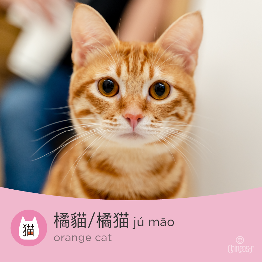 orange cat in Chinese
