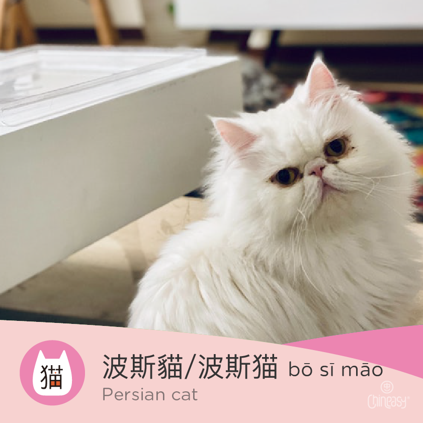 Persian cat in Chinese