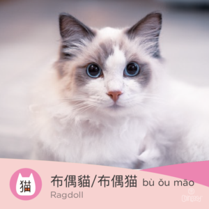 Ragdoll in Chinese