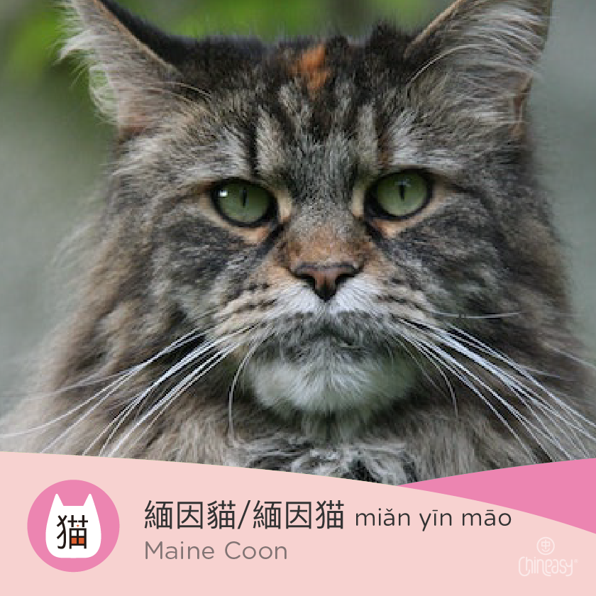 Maine Coon in Chinese