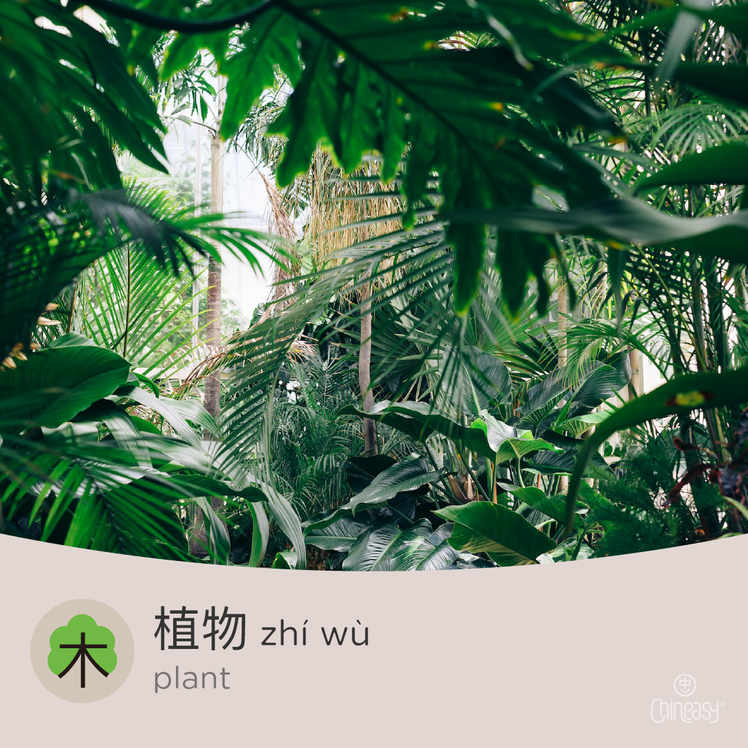 plant in Chinese