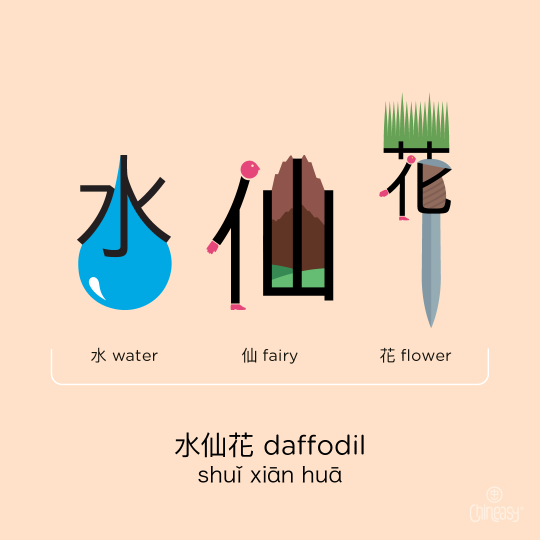 daffodil in Chinese