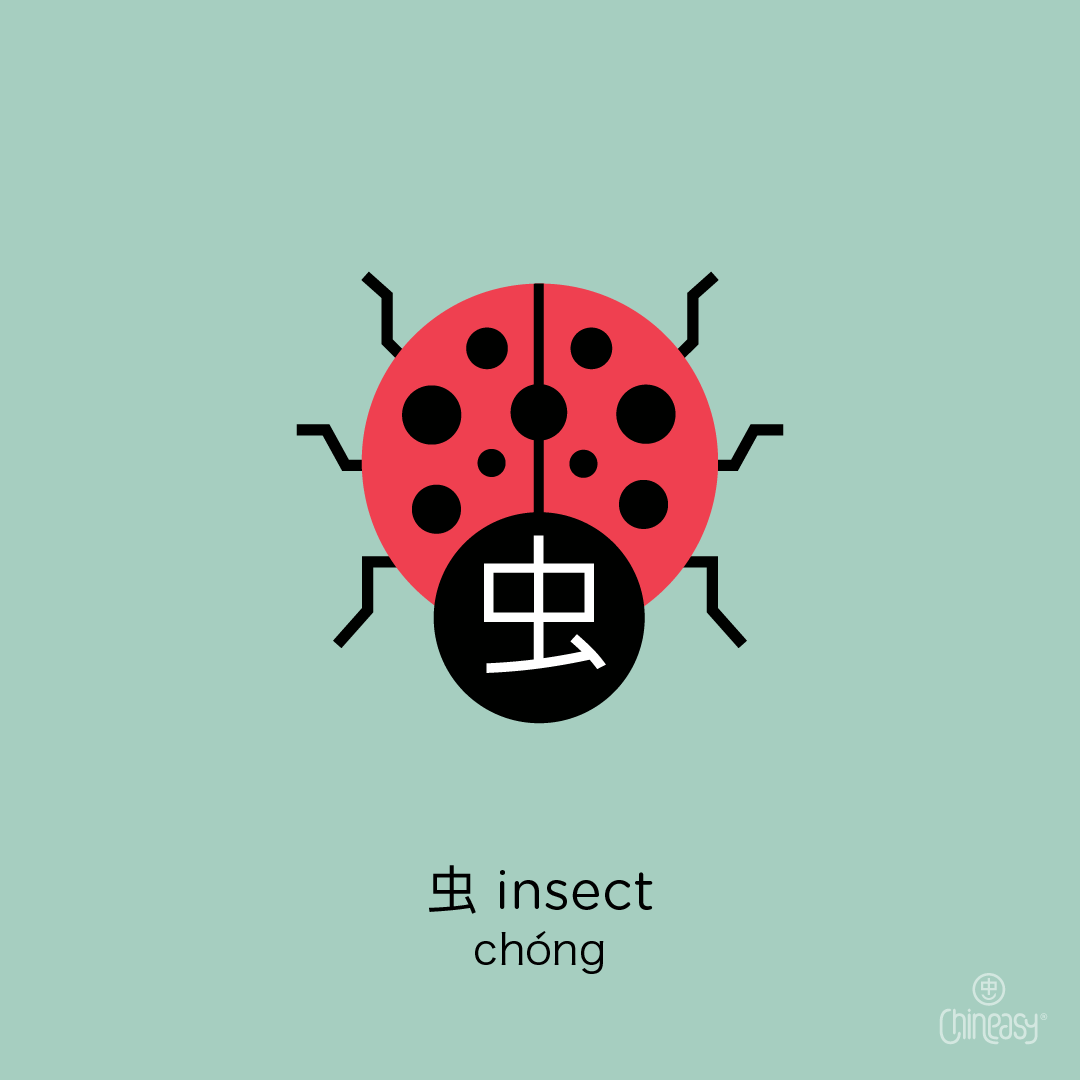 insect in Chinese